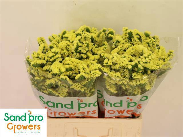 <h4>LIM S SIN MAX YELLOW</h4>