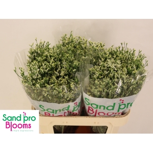 LIM SIN COOL DIAMOND