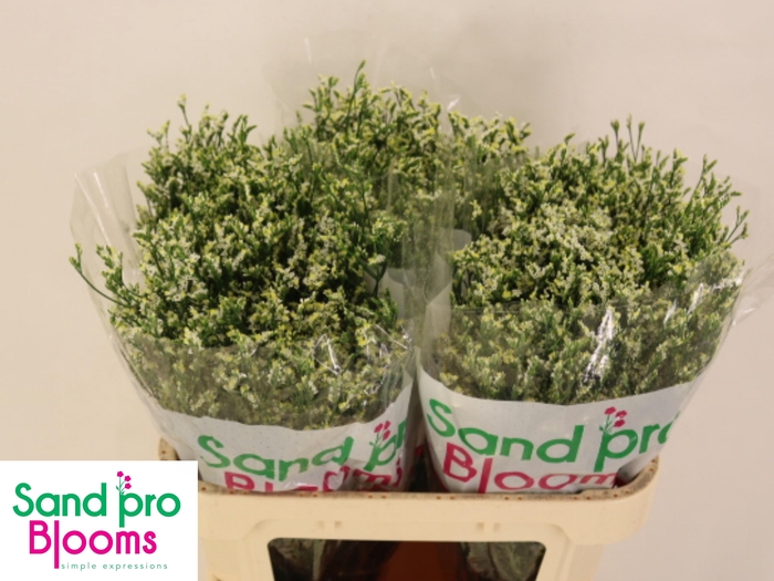 <h4>LIM SIN COOL DIAMOND</h4>