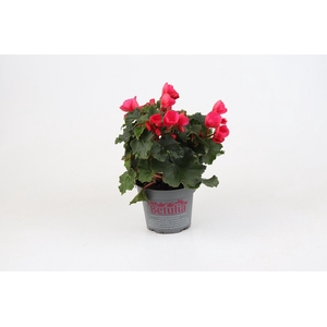 BETULIA BEGONIA p12.5