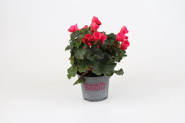 <h4>BETULIA BEGONIA p12.5</h4>