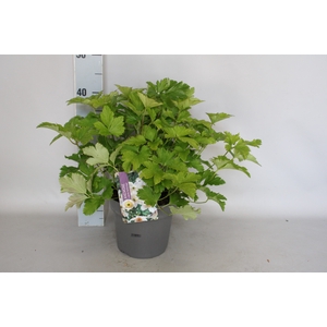 vaste planten 19 cm  Anemone Ruffles Swan