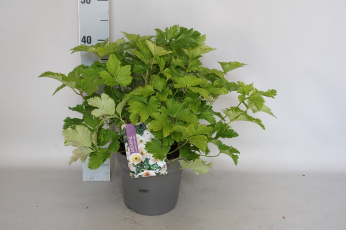 <h4>vaste planten 19 cm  Anemone Ruffles Swan</h4>