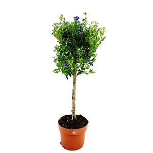 Solanum rantonetti