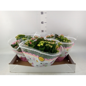 Kalanchoe blos.   ..rosebud mix/pot