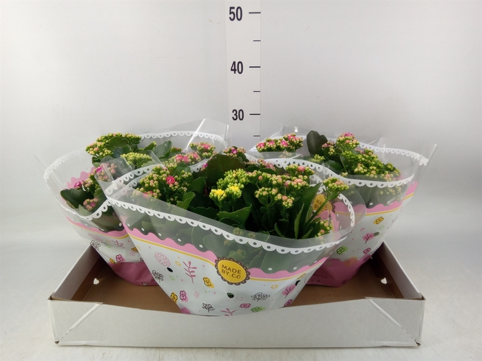 <h4>Kalanchoe blos.   ..rosebud mix/pot</h4>