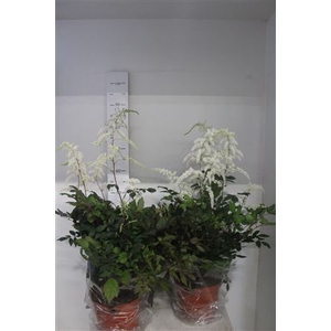 Astilb Moccachino 8-10 Bloemen+