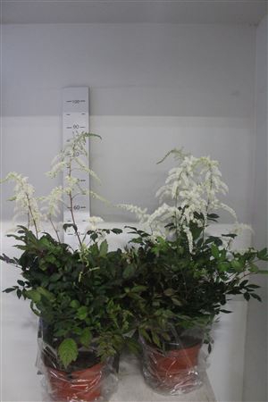 <h4>Astilb Moccachino 8-10 Bloemen+</h4>