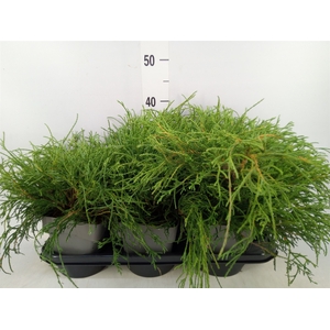 Chamaecyparis pis. 'Filifer Nana'
