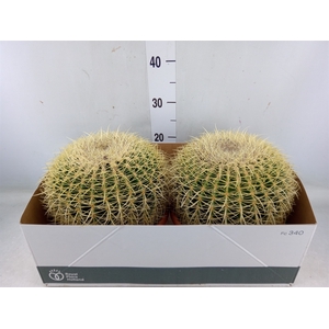 Echinocactus grusonii