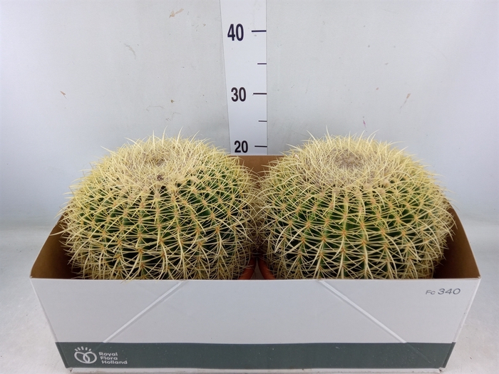 <h4>Echinocactus grusonii</h4>