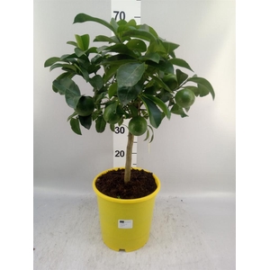 Citrus meyeri 'Meyer'