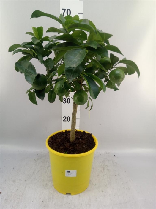 <h4>Citrus meyeri 'Meyer'</h4>