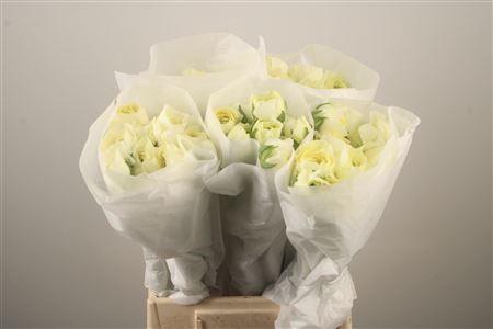 <h4>Ran Su Commedia</h4>