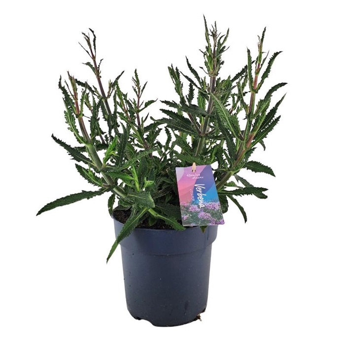 Verbena Bonariensis 'Lollipop' VER17LOLLI