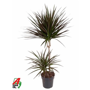 Dracaena marginata Magenta