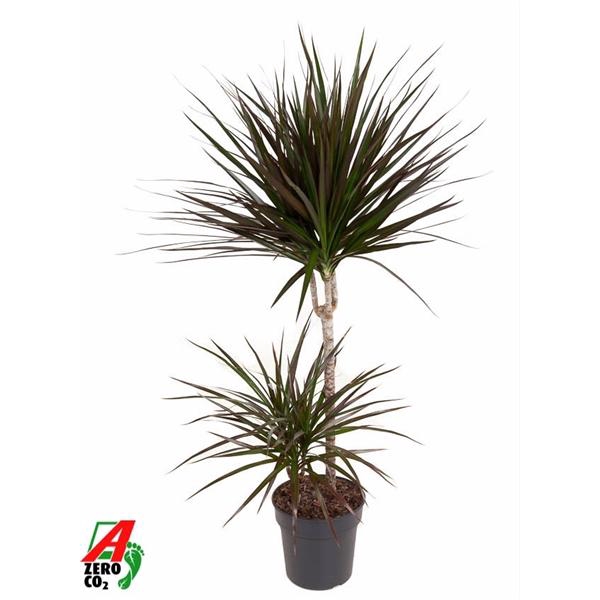 <h4>Dracaena marginata Magenta</h4>