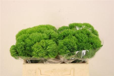 <h4>Di Barb Kiwi Mellow</h4>