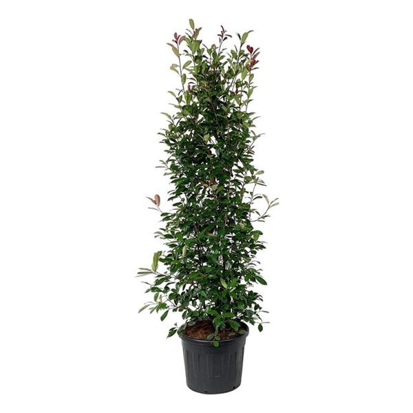 <h4>Photinia fraseri 'Red Robin'</h4>