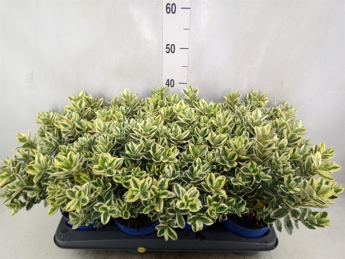 <h4>Hebe andersonii 'Variegata'</h4>