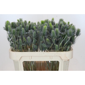 Eryngium Electric Dynamite