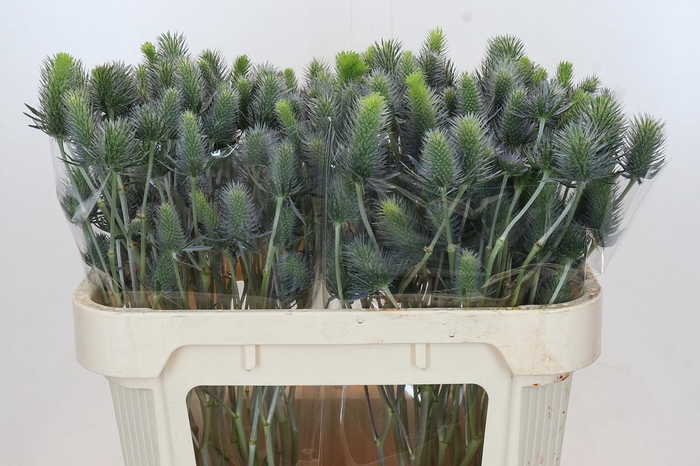 <h4>Eryngium Electric Dynamite</h4>