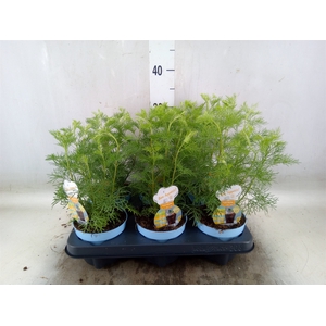 Artemisia abrotanum