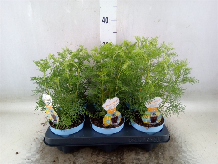 <h4>Artemisia abrotanum</h4>
