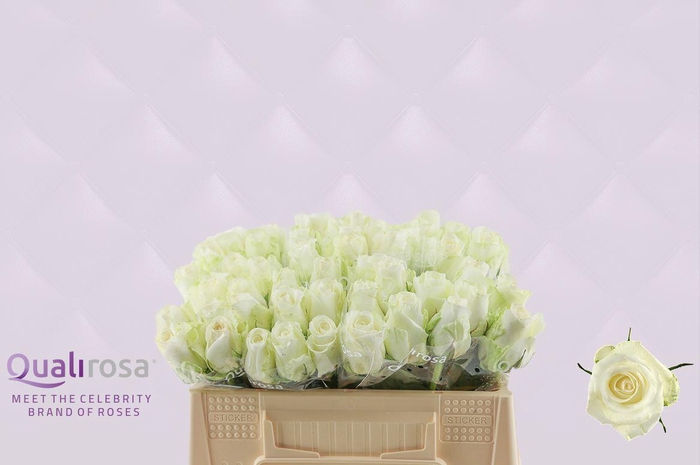 <h4>R Gr Countdown</h4>