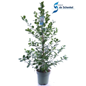 Ficus Moclame