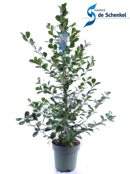 <h4>Ficus Moclame</h4>