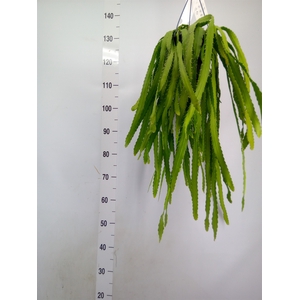 Rhipsalis   ...