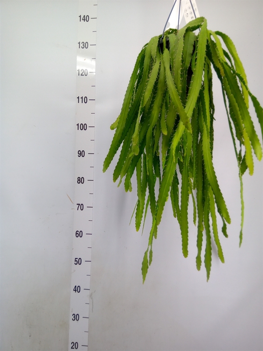 <h4>Rhipsalis   ...</h4>