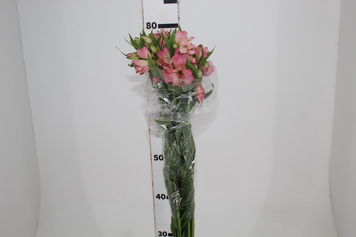 <h4>ALSTROEMERIA TOURMALINE 080 CM ROSA</h4>