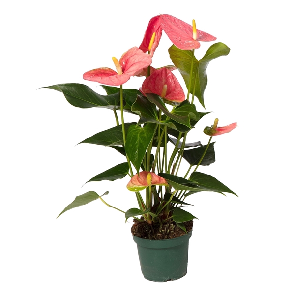 <h4>Anthurium Colorado 14cm</h4>