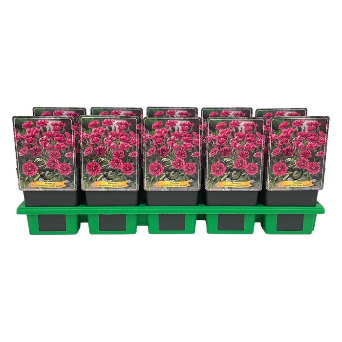 <h4>Dianthus Code Bicolour</h4>