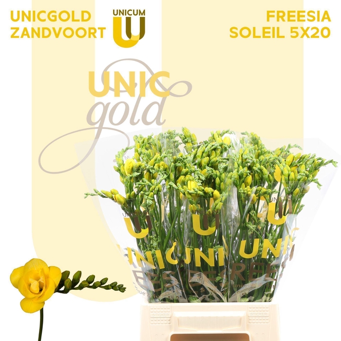 <h4>Freesia du Soleil</h4>