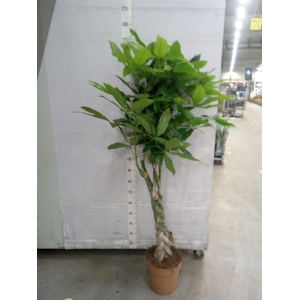 Pachira aquatica