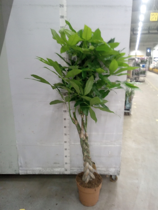 <h4>Pachira aquatica</h4>