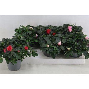Rhodo Si Vogel Gem