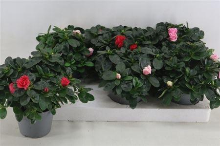 <h4>Rhodo Si Vogel Gem</h4>