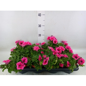 Petunia  'Famous Pink'