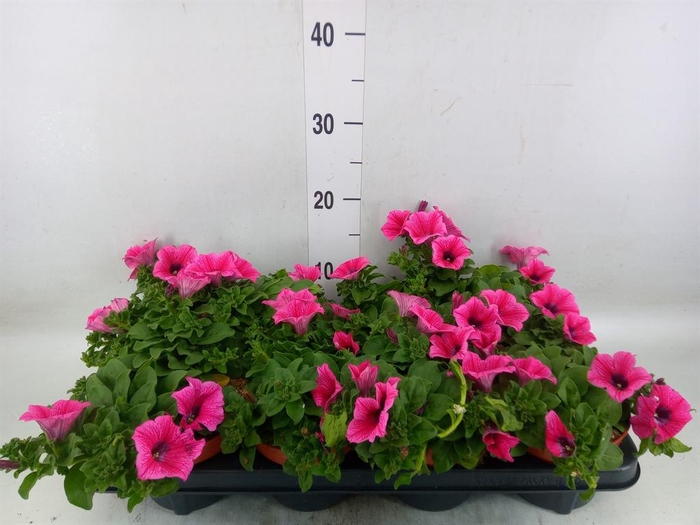 <h4>Petunia 'Famous Pink'</h4>
