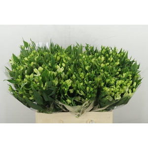 Alstr Fl White Pearls