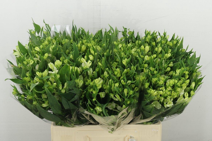 <h4>Alstr Fl White Pearls</h4>