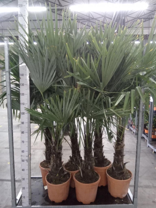 <h4>Trachycarpus fortunei</h4>