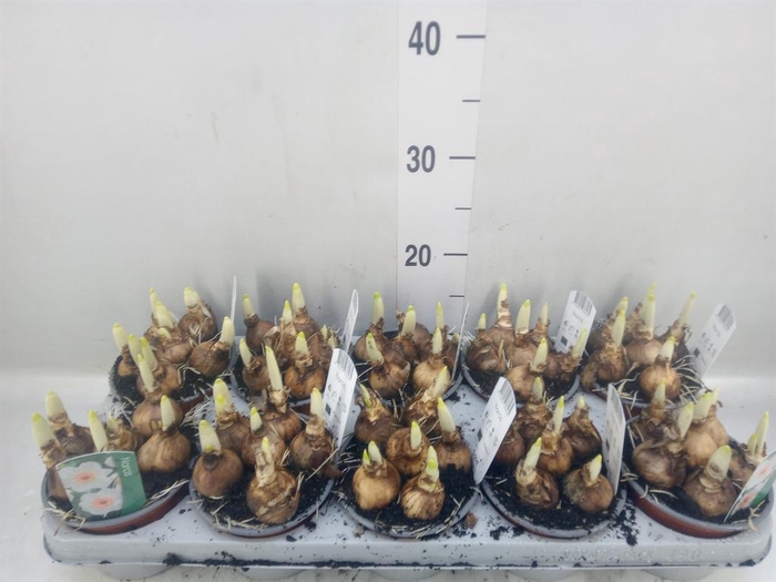 <h4>Narcissus   ...</h4>