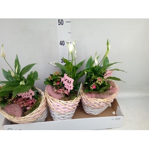Arr.    Planten  L%