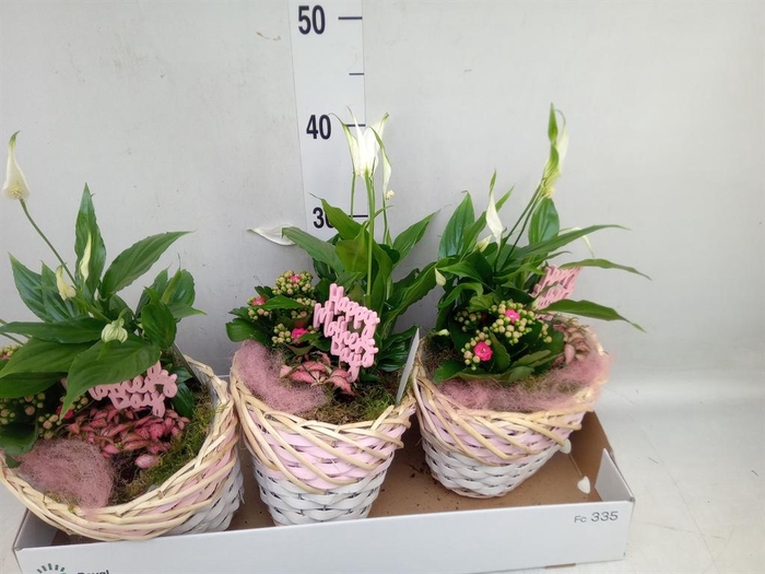 <h4>Arr.    Planten  L%</h4>