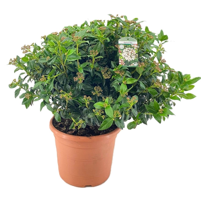<h4>Viburnum tinus</h4>